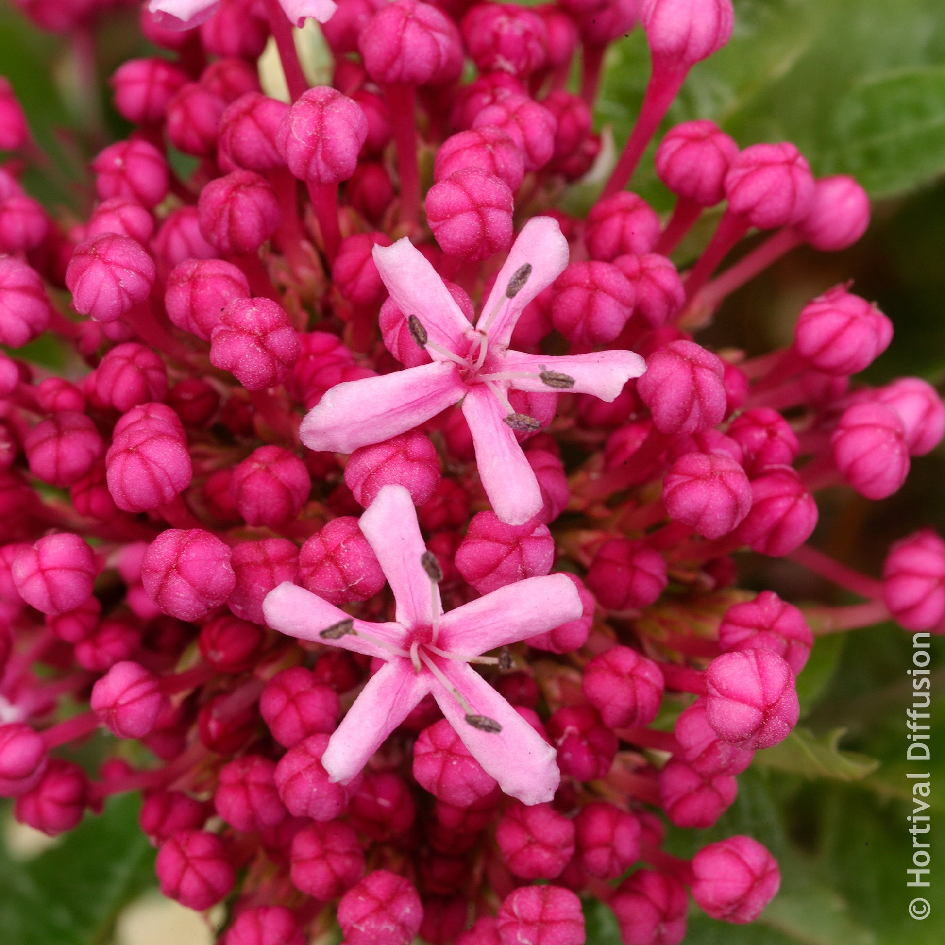 Arbustes fleuris - Clérodendron de Bunge - Clerodendrum bungei