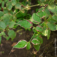 Cornus alternifolia Pinky Spot Pot - Cornouiller des pagodes Pinky Spot - Arbustes