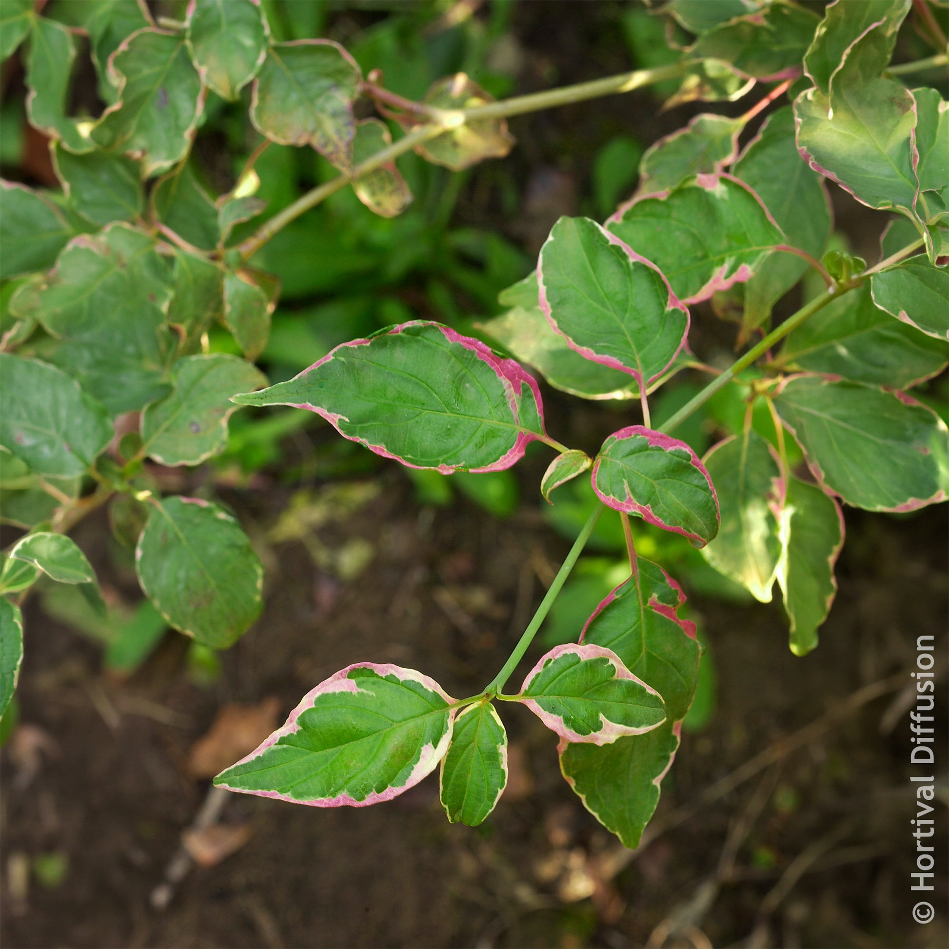 Cornus alternifolia Pinky Spot Pot - Cornouiller des pagodes Pinky Spot - Arbustes