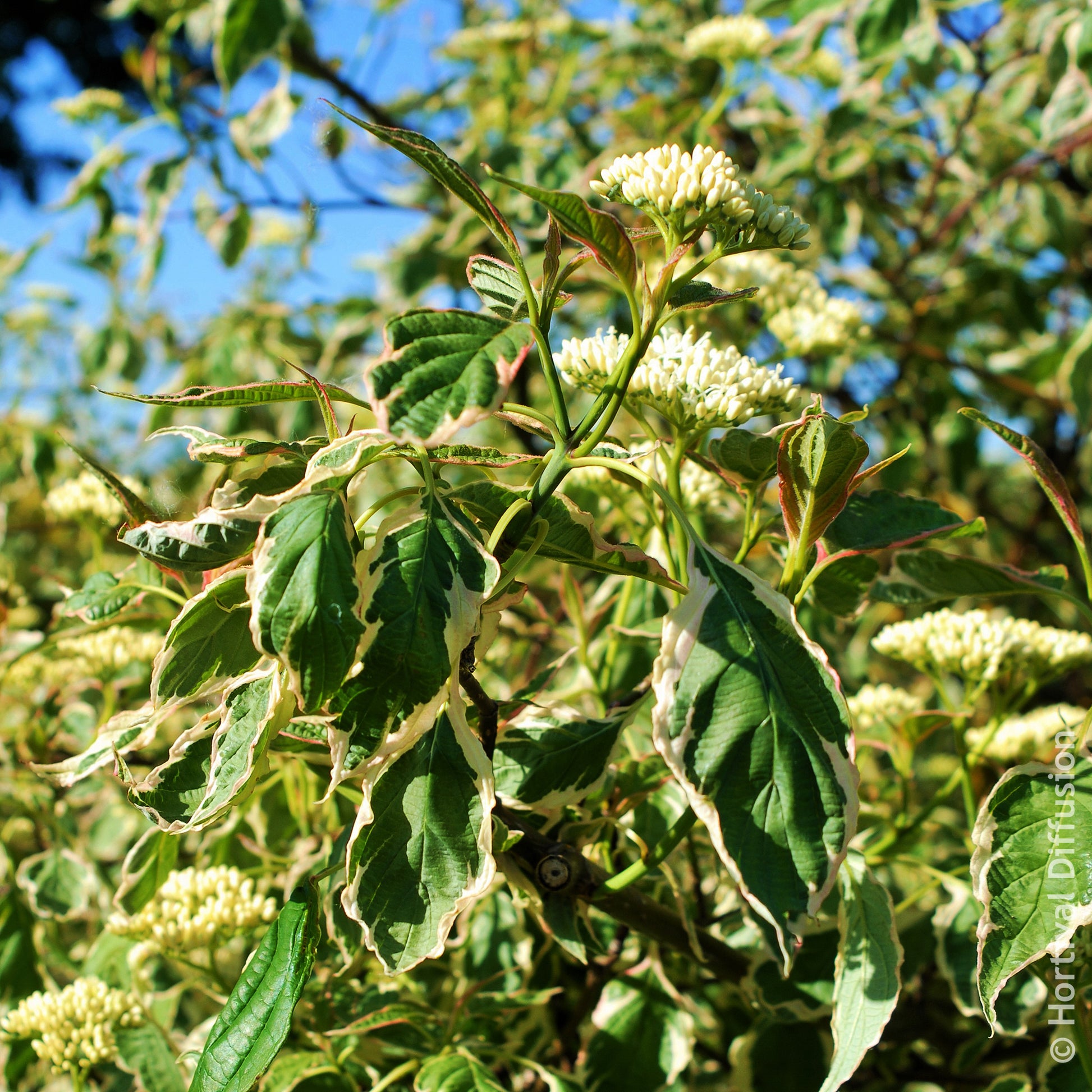 Cornouiller des pagodes Pinky Spot - Cornus alternifolia Pinky Spot Pot - Bakker