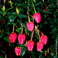 Crinodendron de Hooker - Bakker