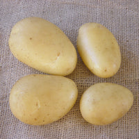 Solanum tuberosum caesar - 25 Pommes de terre Caesar - Plants de pommes de terre
