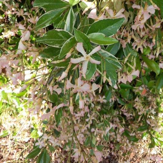 Jasmin étoilé asiaticum star of milano® - Bakker