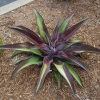 Agave manfredii Mission to Mars ® (Mangave) - Mangave Mission to Mars ® - Plantes vivaces