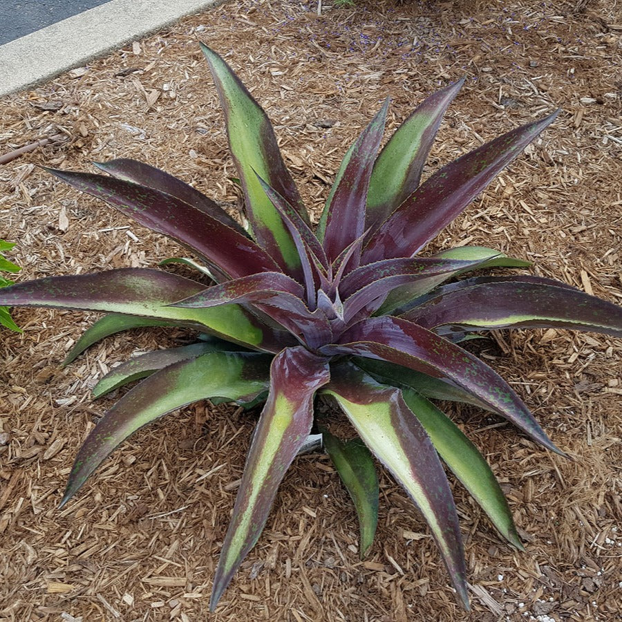 Agave - Mangave Mission to Mars ® - Agave manfredii Mission to Mars ® (Mangave)