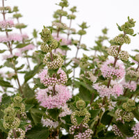 Caryopteris x clandonensis Camara® Pink - Caryopteris Camara® Pink - Caryopteris