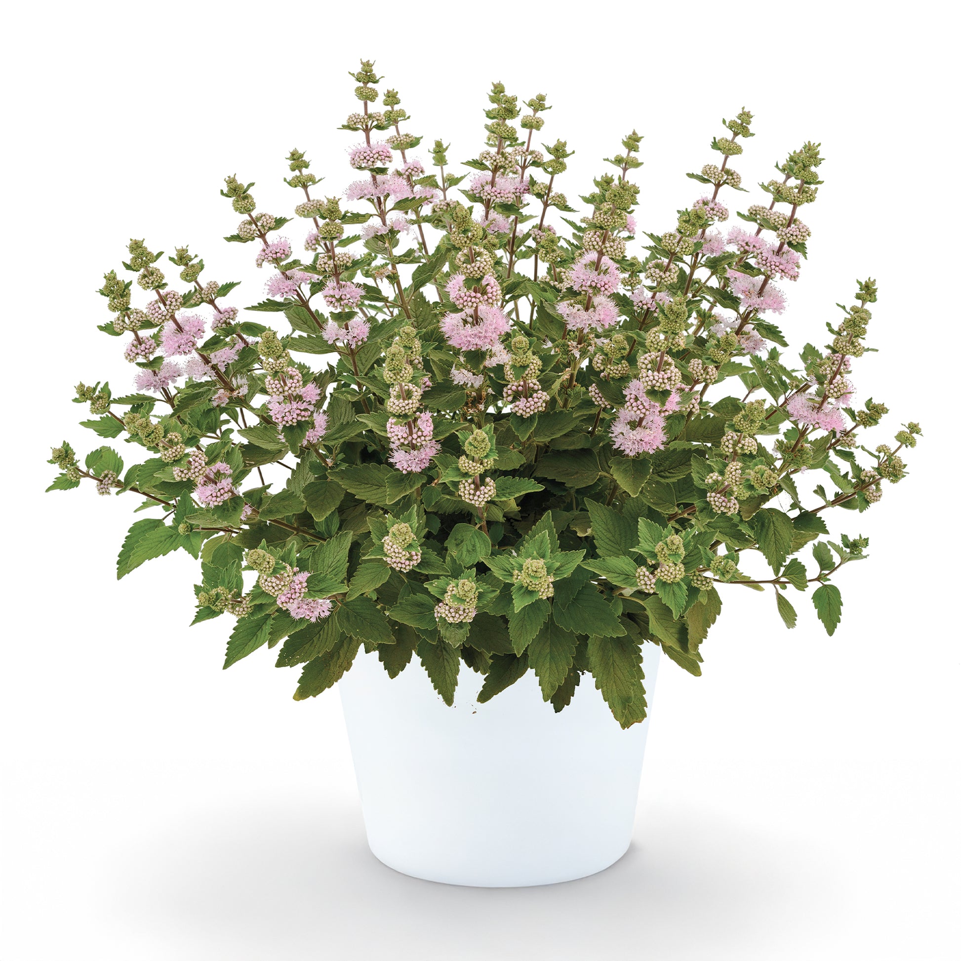 Caryopteris Camara® Pink - Bakker