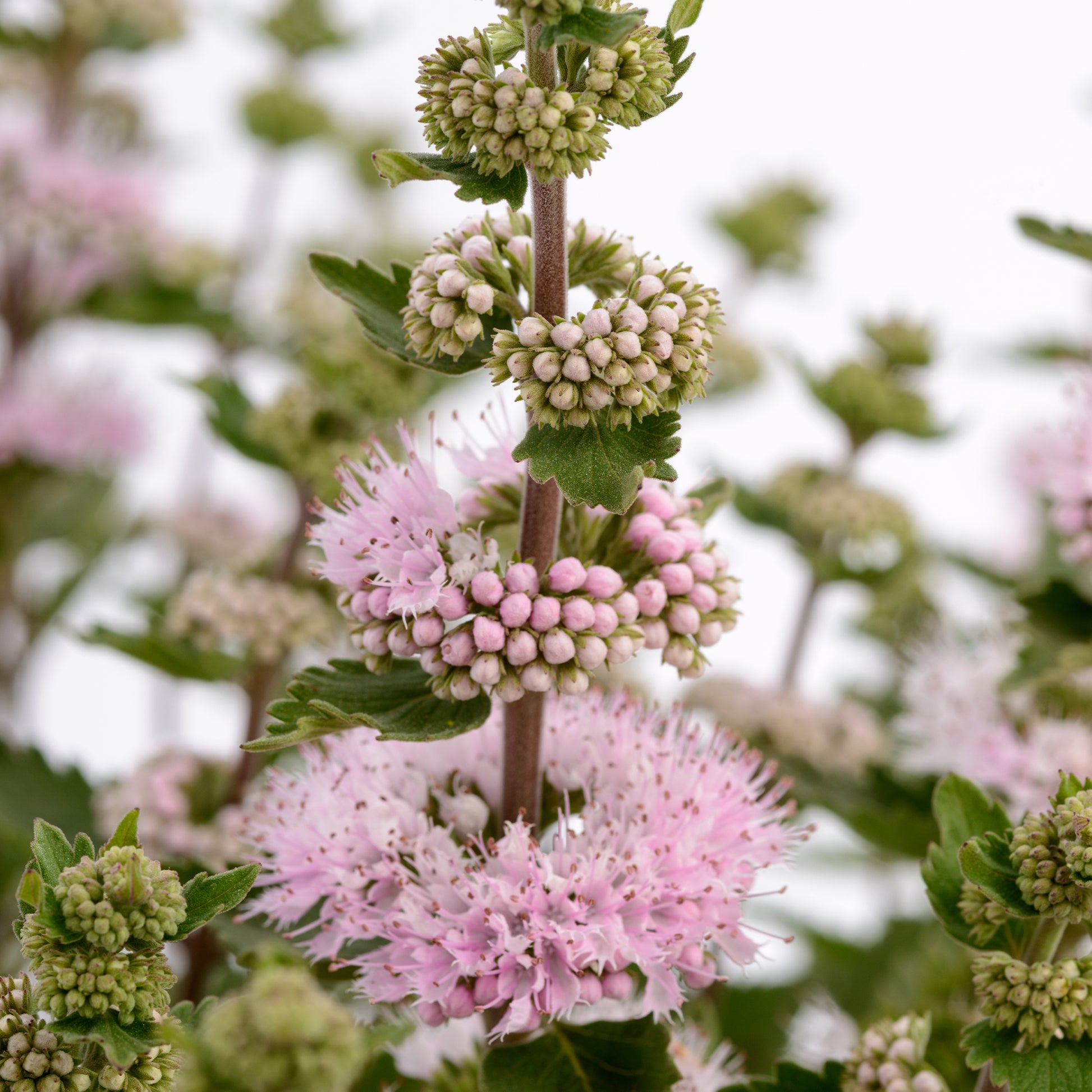 Caryopteris Camara® Pink - Caryopteris x clandonensis Camara® Pink - Bakker