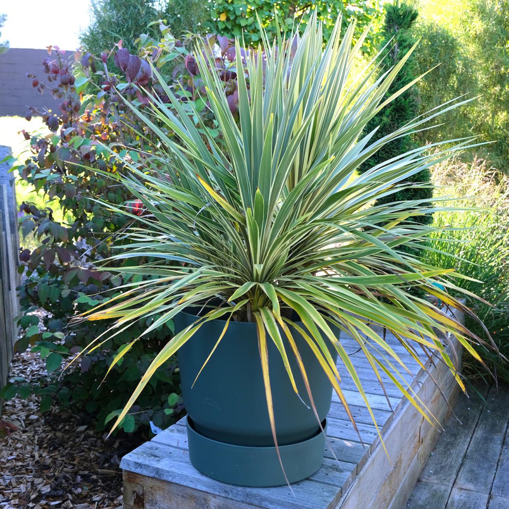 Cordyline australe Fantasy ® - Cordyline australis Fantasy ® - Bakker