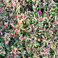 Delosperma Desert Dancer Red - Bakker