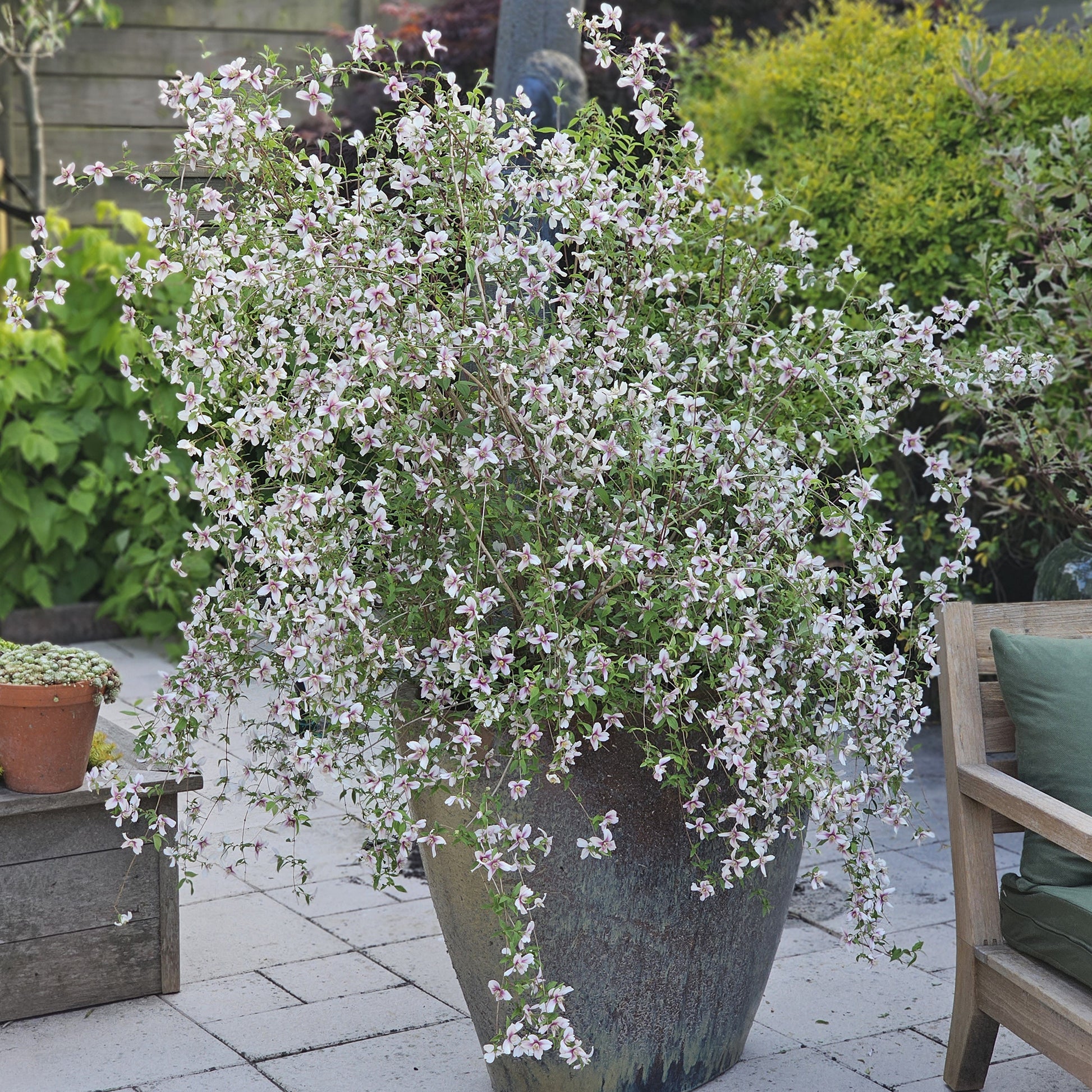 Seringat nain Petite Perfume Pink ® - PHILADELPHUS coronarius Petite Perfume Pink ® - Bakker