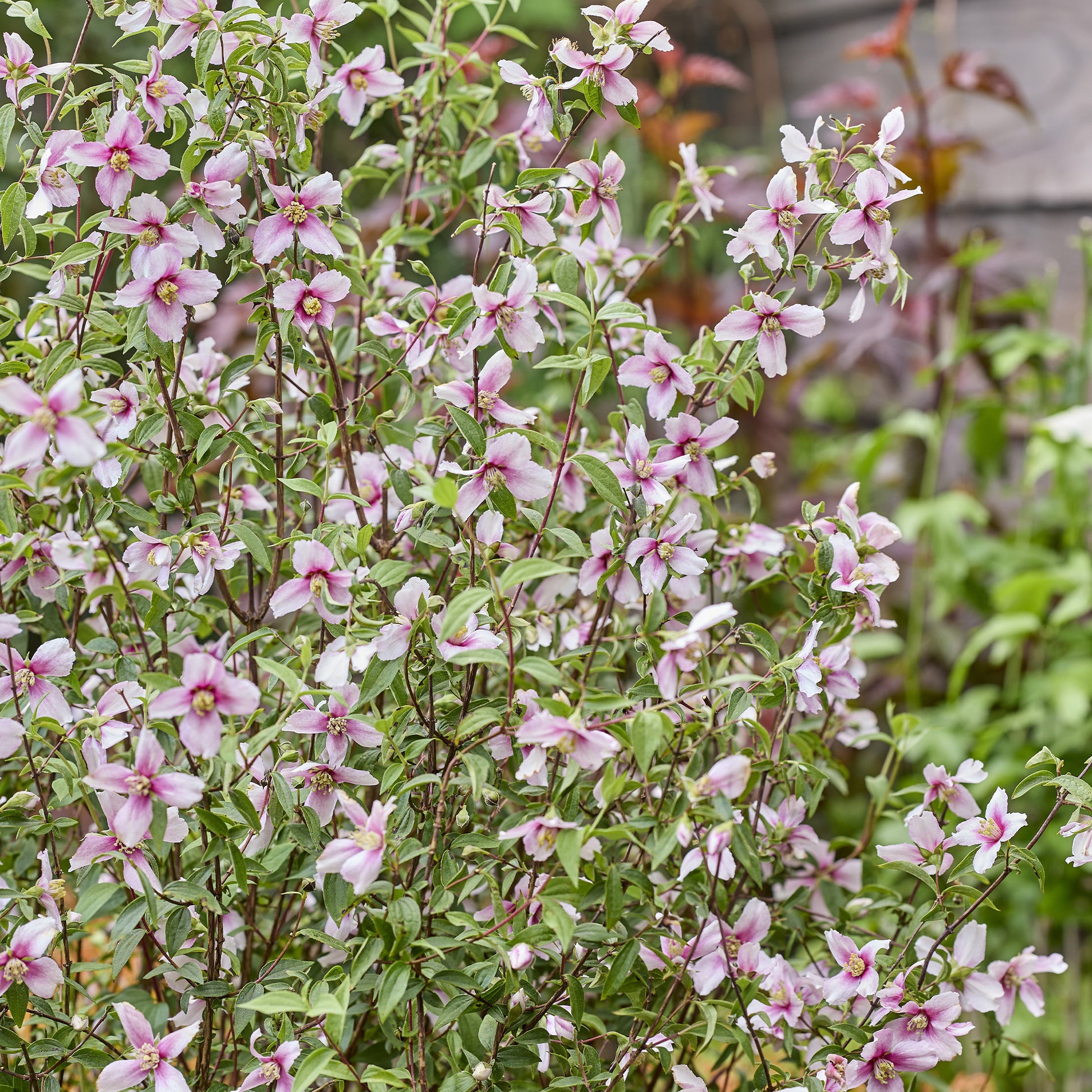 PHILADELPHUS coronarius Petite Perfume Pink ® - Seringat nain Petite Perfume Pink ® - Arbustes fleuris