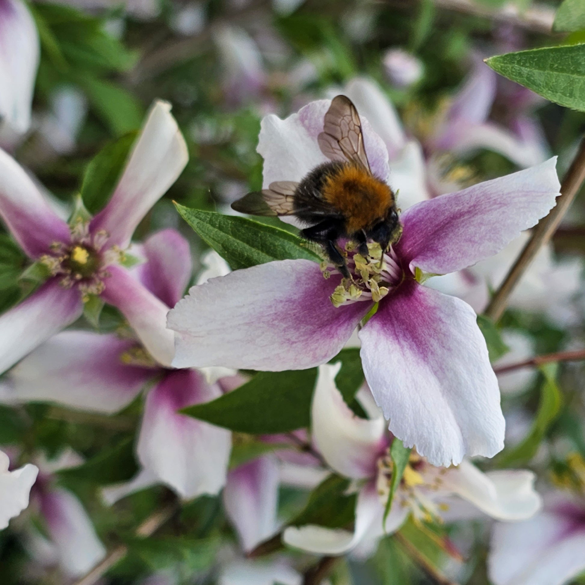 Arbustes fleuris - Seringat nain Petite Perfume Pink ® - PHILADELPHUS coronarius Petite Perfume Pink ®