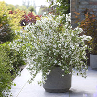 Seringat nain Petite Perfume White ® - PHILADELPHUS coronarius Petite Perfume white® - Bakker