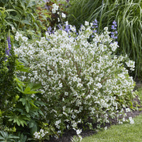 PHILADELPHUS coronarius Petite Perfume white® - Seringat nain Petite Perfume White ® - Arbustes fleuris