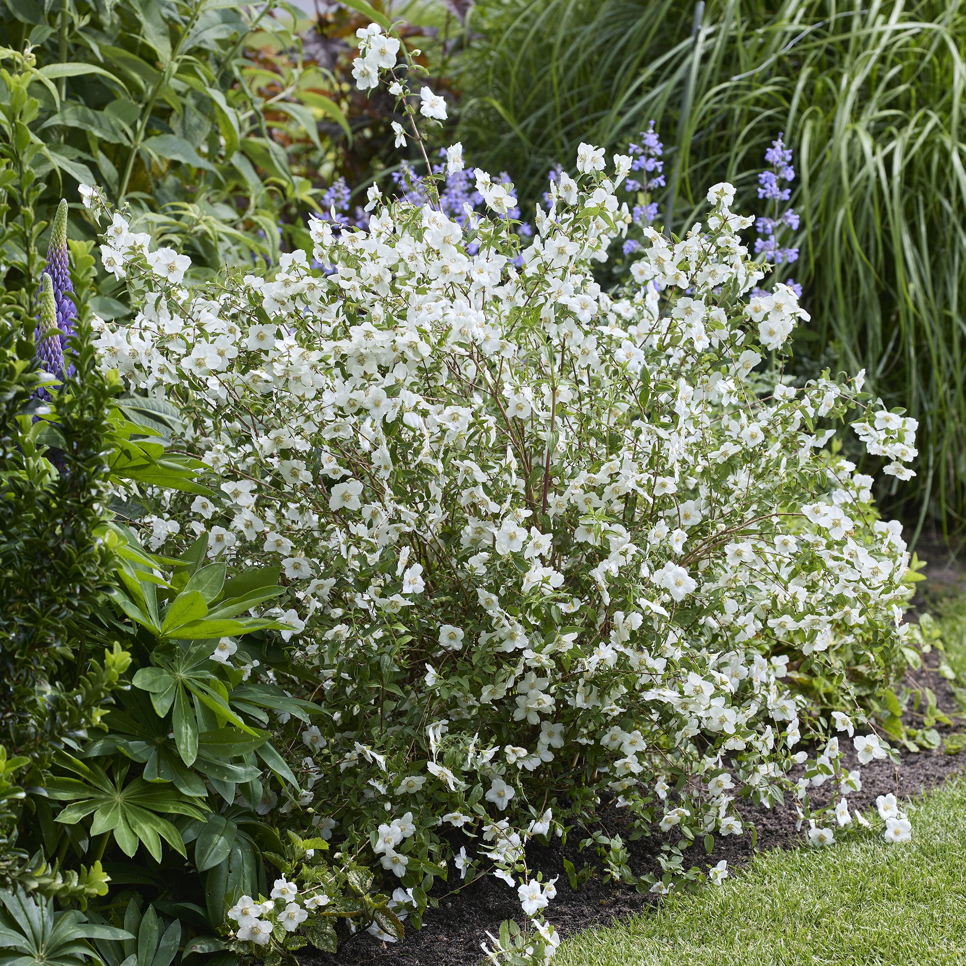 PHILADELPHUS coronarius Petite Perfume white® - Seringat nain Petite Perfume White ® - Arbustes fleuris