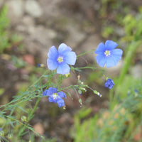 Linum perenne - Lin vivace bleu - Graines de fleurs