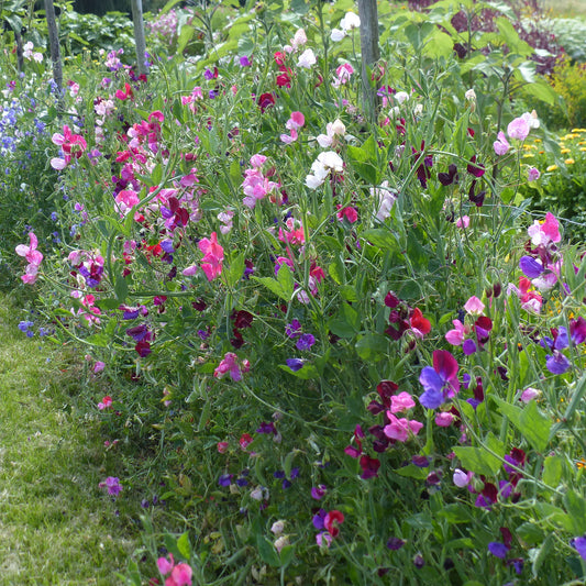 Collection de Pois de senteur - Bakker