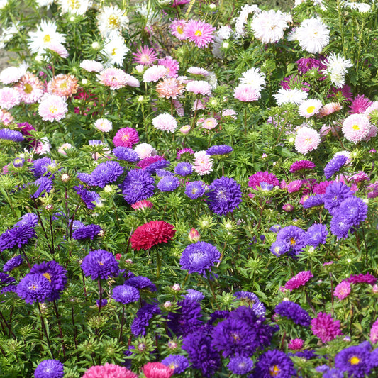 Reine-marguerite à fleurs de chrysanthème en mélange - Bakker