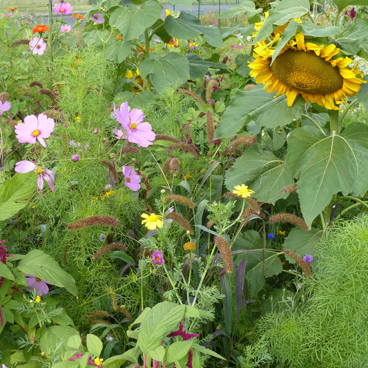 Mélange de fleurs spécial oiseaux - Bakker