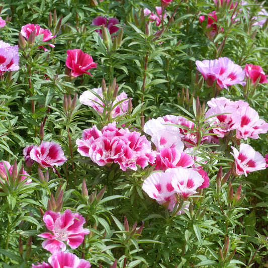 Godetias à fleurs d'azalée en mélange - Clarkia - Bakker