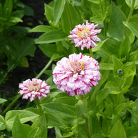 Zinnia Peppermint stick en mélange - Zinnia peppermint stick en mélange - Bakker