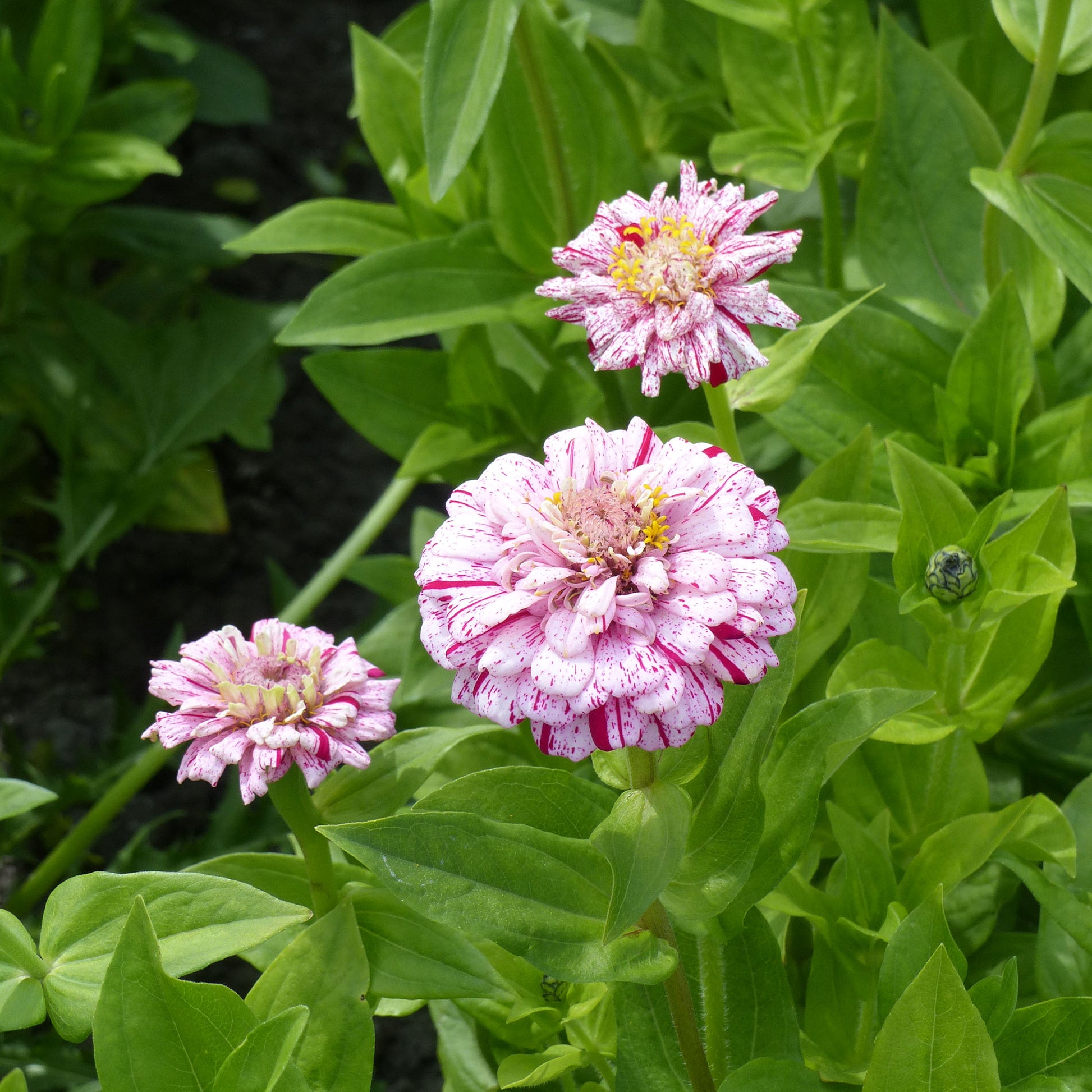 Zinnia Peppermint stick en mélange - Zinnia peppermint stick en mélange - Bakker