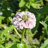Zinnia peppermint stick en mélange - Zinnia Peppermint stick en mélange - Graines de fleurs pour massifs et bordures