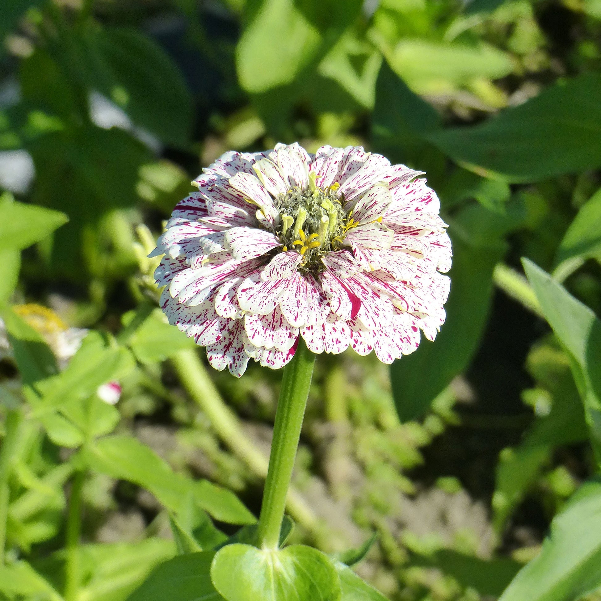 Zinnia peppermint stick en mélange - Zinnia Peppermint stick en mélange - Graines de fleurs pour massifs et bordures