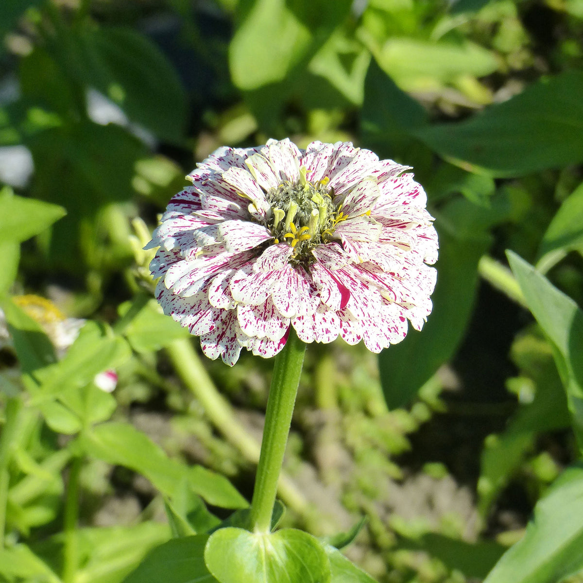 Zinnia peppermint - Zinnia Peppermint stick en mélange - Graines de fleurs pour massifs et bordures