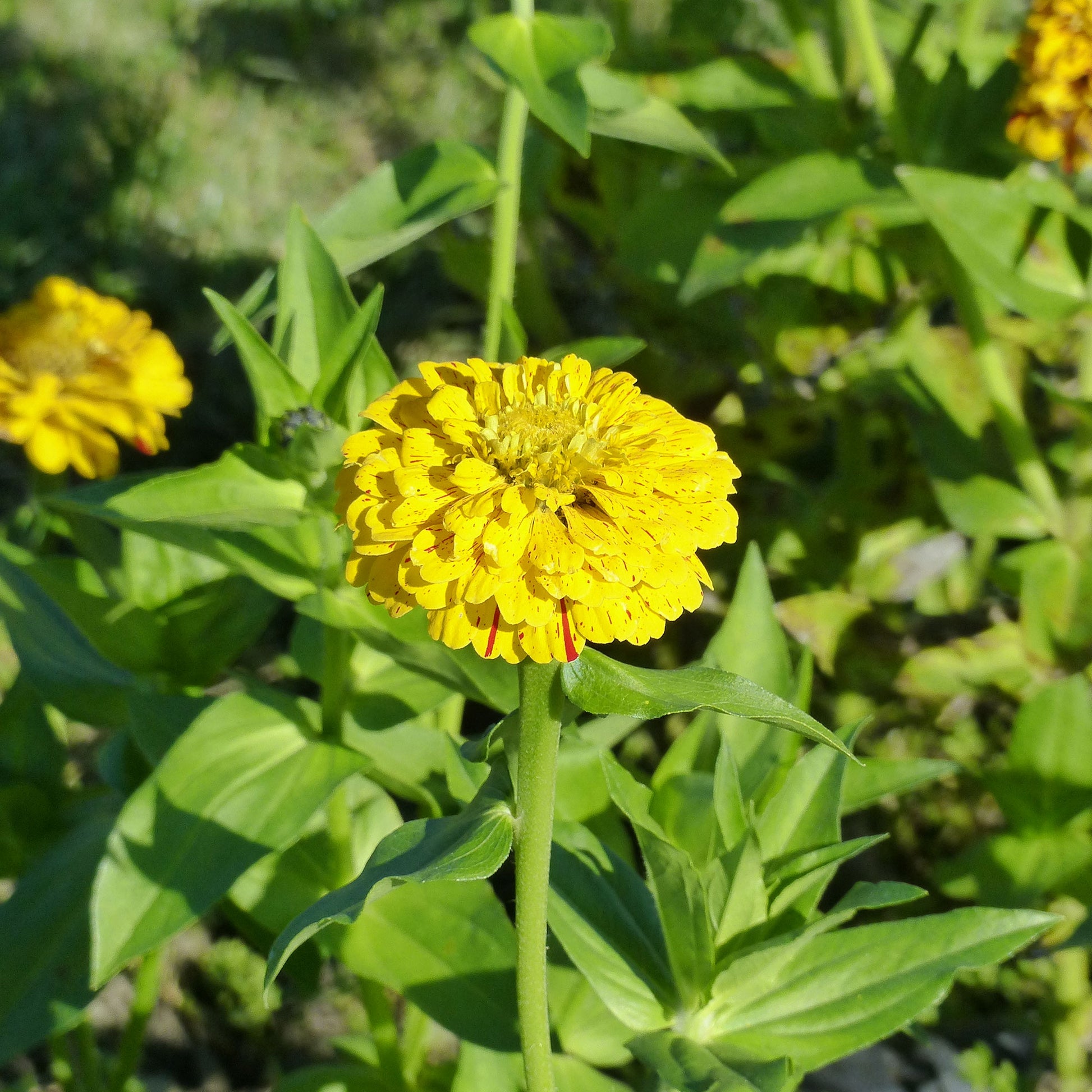 Graines de fleurs pour massifs et bordures - Zinnia Peppermint stick en mélange - Zinnia peppermint stick en mélange