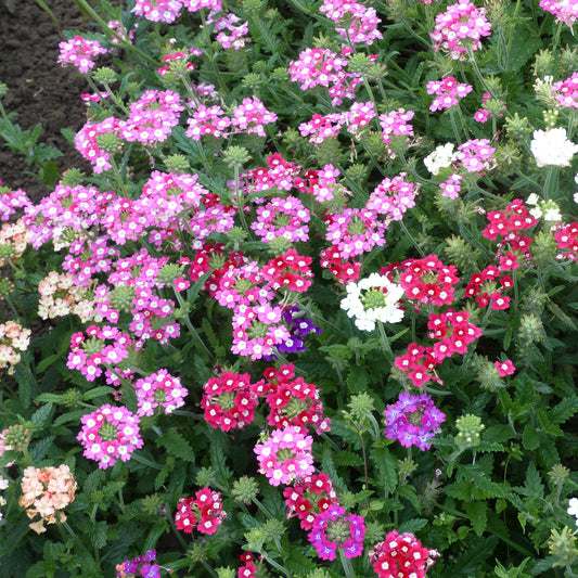 Verveines à grandes fleurs en mélange - Bakker
