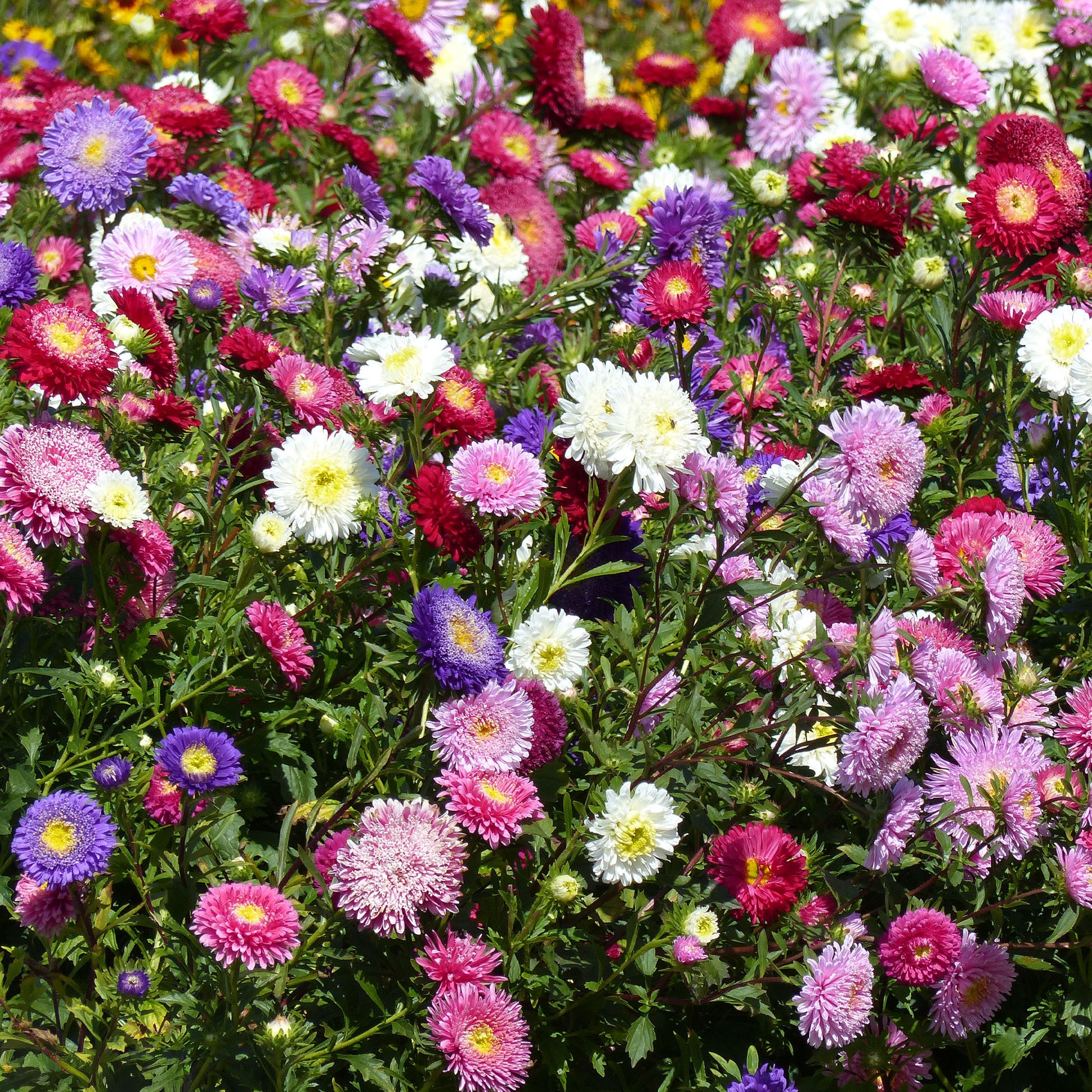 Reine-marguerite Super Princesse en mélange - Callistephus chinensis - Bakker
