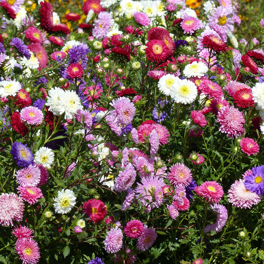 Reine-marguerite Super Princesse en mélange - Bakker