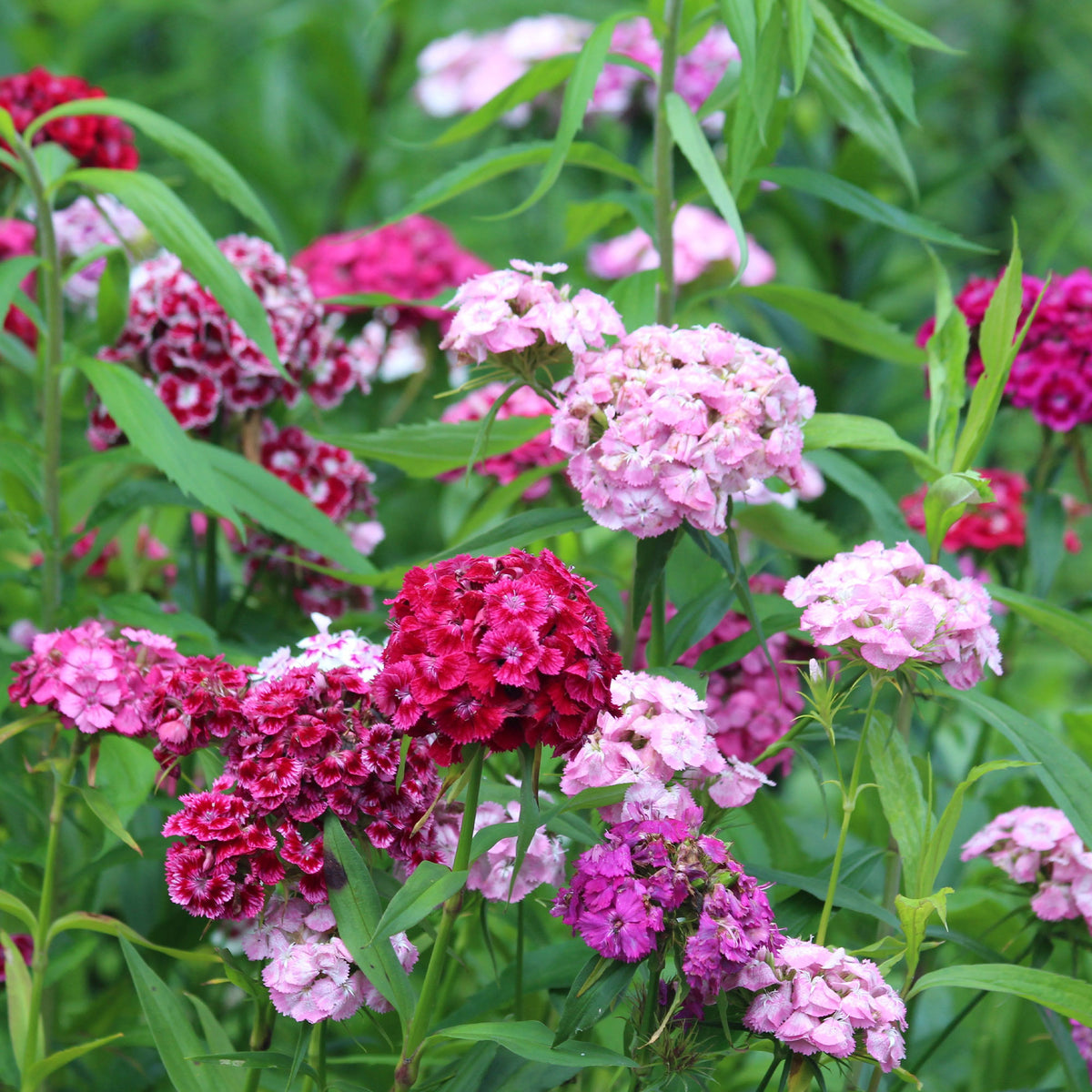 Dianthus barbatus - Graines d'oeillets de poète en mélange - Œillet - Dianthus