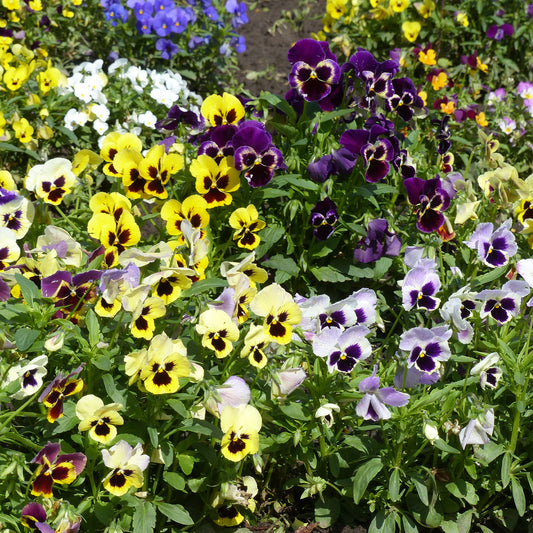 Graines de Pensées Géantes de Suisse en mélange - Bakker