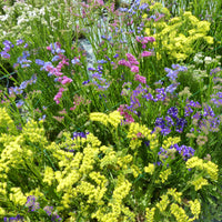 Statices en mélange - Limonium sinuata - Bakker