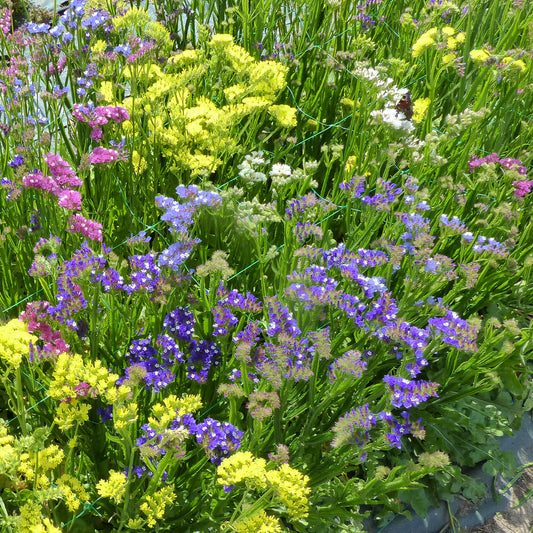 Statices en mélange - Bakker