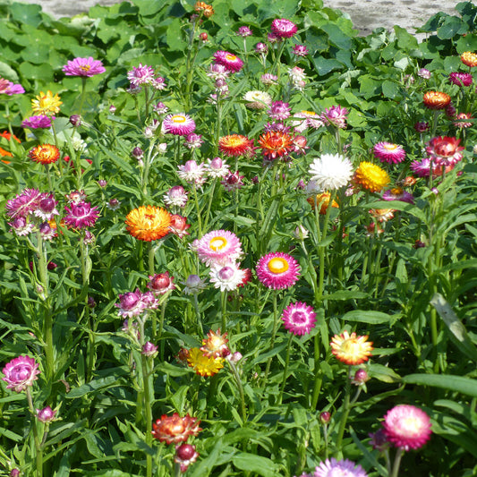 Immortelle à grosses fleurs en mélange - Bakker