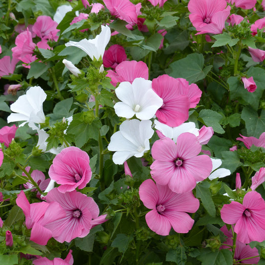 Lavatères à grandes fleurs en mélange - Bakker