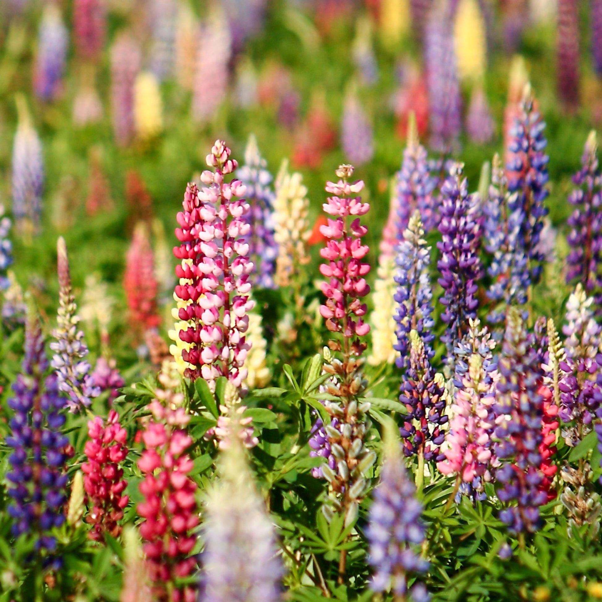 Lupins en mélange - Lupinus hybrid russell - Bakker