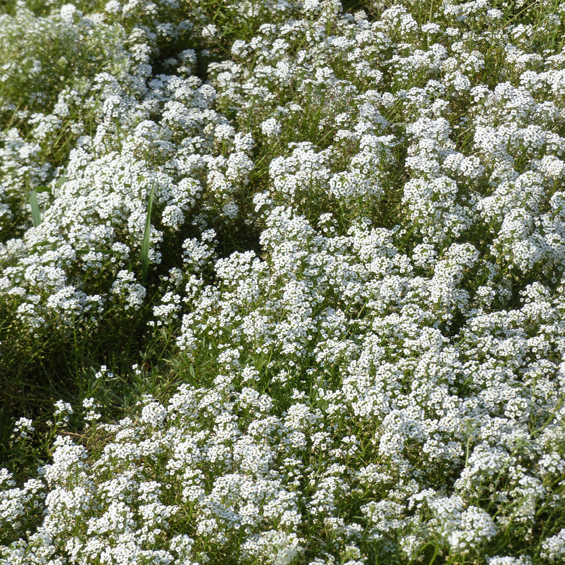 Alysse odorant - Alyssum maritimum - Bakker
