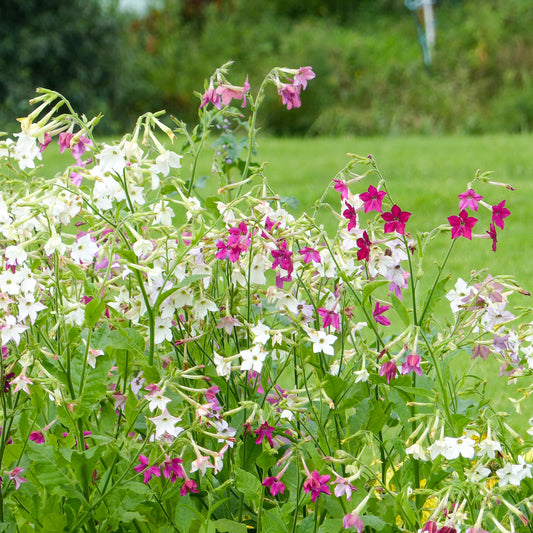 Tabac d'ornement en mélange - Bakker