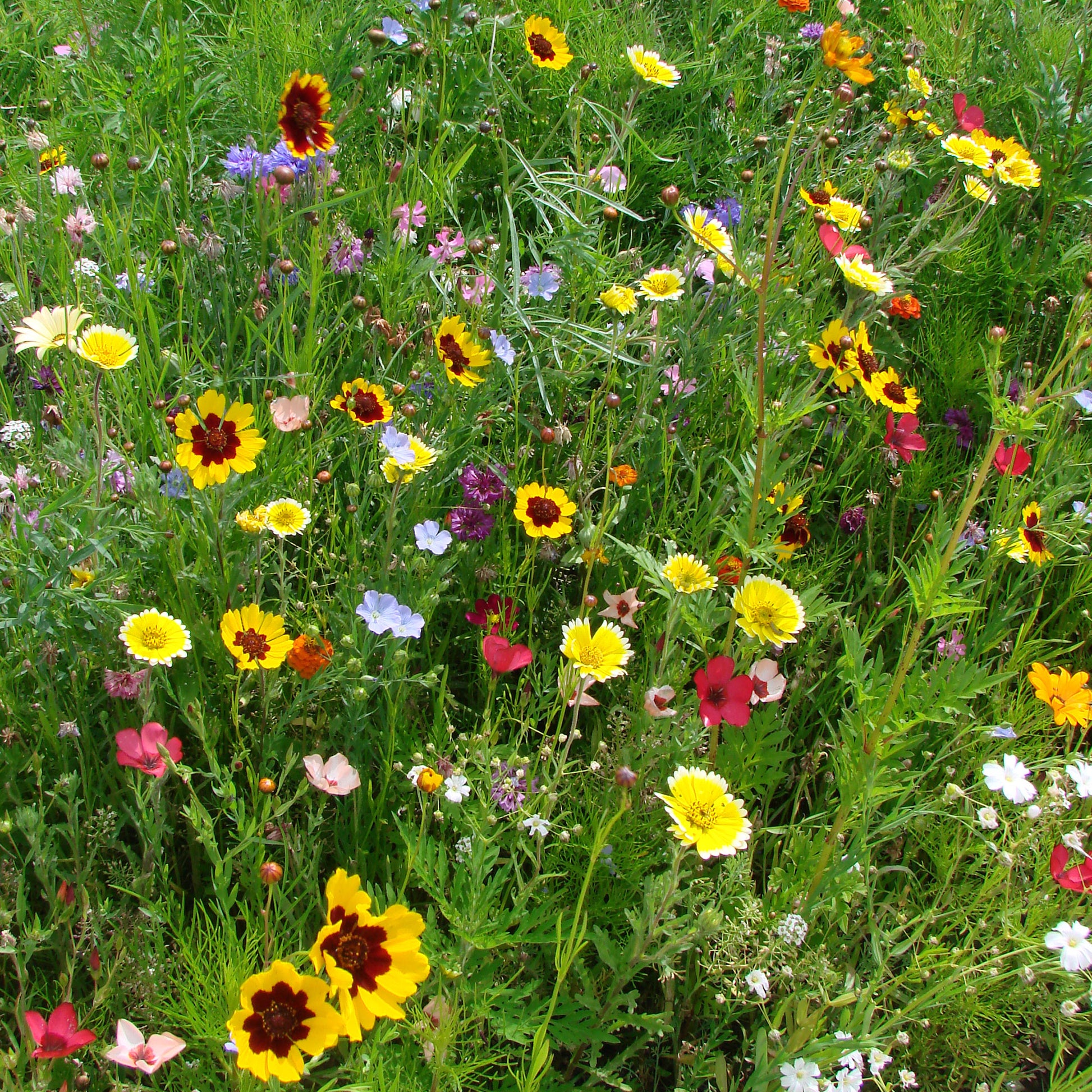 Graines de fleurs spécial terrains secs en mélange - Bakker