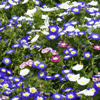 Convolvulus tricolor - Belle de jour variées - Graines de fleurs