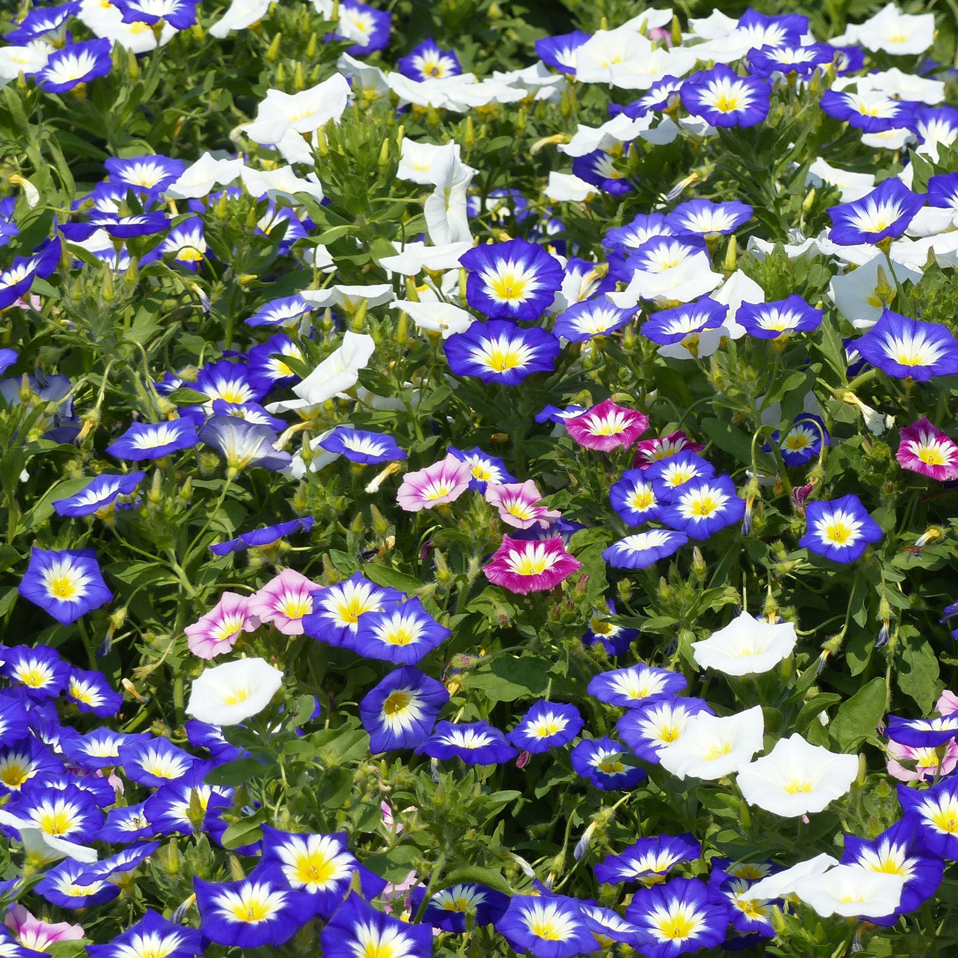 Convolvulus tricolor - Belle de jour variées - Graines de fleurs