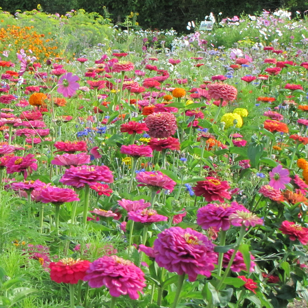 Graines de fleurs spécial fleurs à couper en mélange -  - Bakker