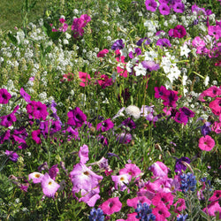 Mélange de fleurs très parfumées - Bakker