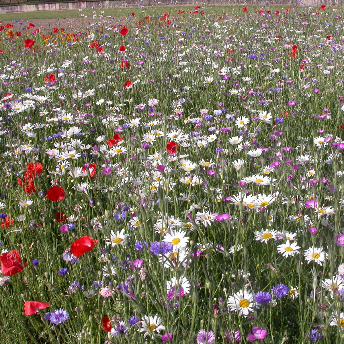 Fleurs des champs en mélange - Mélange fleurs des champs - Bakker