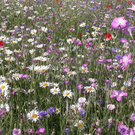 Fleurs des champs en mélange - Bakker